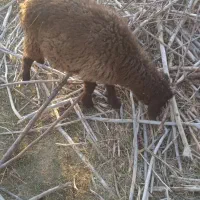 بره ماده|حیوانات مزرعه|وردشت, |دیوار