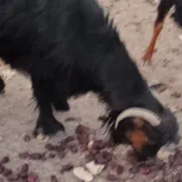 بز فروشی|حیوانات مزرعه|بیرک, |دیوار