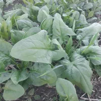 اسفناج محلی و ارگانیک