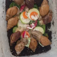 حلزون البینو و اچاتینا|خزنده|شیراز, بریجستون|دیوار