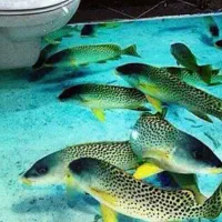 لاین نوری،کناف،اپوکسی،کشسان میکروسمنت|خدمات پیشه و مهارت|لواسان, |دیوار