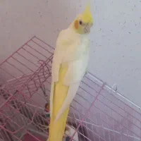 جوجه عروس هلندی|پرنده|فومن, |دیوار