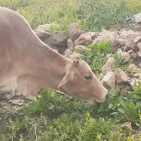 گاو|حیوانات مزرعه|کوهدشت, |دیوار
