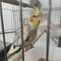 عروس هلندی نر|پرنده|نسیمشهر, |دیوار