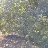 باغ بسیار زیبا 55کیلومتری ساوه به همدان|فروش زمین و ملک کلنگی|نوبران, |دیوار