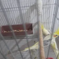 جفت عروس هلندی دوکت با ۳تا جوجه|پرنده|کارون, |دیوار