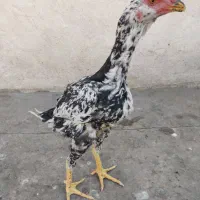 نیمچه‌ خروس لاری چیل