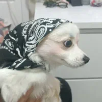 واگذاری سگ پامر روباهی ۷ماهه سالم