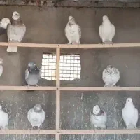 کبوتر اصیل پرشی گرمای چهل وپنج درجه تیرماهی