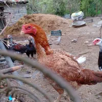 مرغ و خروس لاری دانگ بالا|حیوانات مزرعه|چوبر, |دیوار