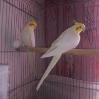 عروس‌هلندی ‌لوتینو|پرنده|شاهدشهر, |دیوار