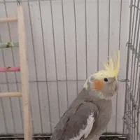 عروس هلندی طوطی