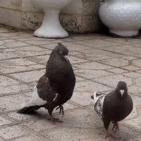 جفت سینه مشکی