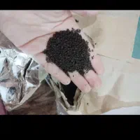 چای کله مورچه ای