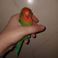 کوتوله برزیلی