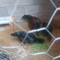 خروس لاری|حیوانات مزرعه|باروق, |دیوار