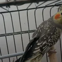 عروس هلندی|پرنده|محمدیه-قزوین, |دیوار