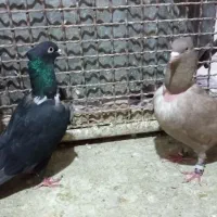 کلاغ خطی.رسمی