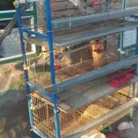 قفس مکانیزه