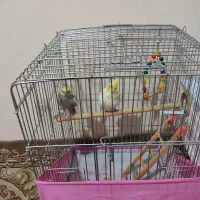 عروس هلندی