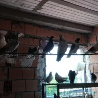 فروش و معاوضه کبوتر|پرنده|سورک, |دیوار