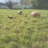 فروش گوسفند رومن رومانف با بره دوقلو وسه قلو|حیوانات مزرعه|کومله, |دیوار