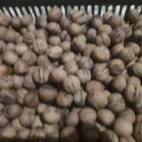 گردوی پرچرب محلی وخوشمزه