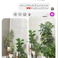 قرص کود گیاهان (ارگانیک)