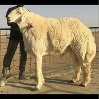 دامداری افشار بهترین نژادهای تهران بره گوسفند زنده|حیوانات مزرعه|تهران, پونک|دیوار