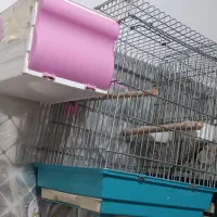 یک جفت عروس هلندی|پرنده|اسدآباد, |دیوار