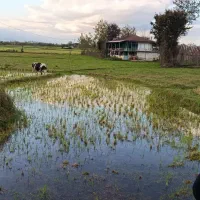 زمین زراعی و مسکونی|فروش زمین و ملک کلنگی|شفت, |دیوار