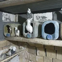 ۱۳ عدد کبوتر طوقی پاک|پرنده|کرمانشاه, |دیوار