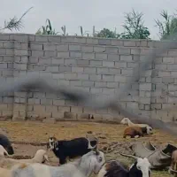نر بز