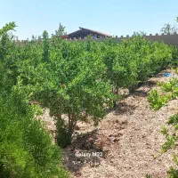 باغ چهار دیواری سند تک برگ مشاع