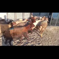 بره قوچ سنجابی میش مهربان گوسفند در کرمانشا|حیوانات مزرعه|خرم‌آباد, |دیوار
