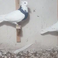 3 عدد طوقی|پرنده|مشهد, کاظم آباد|دیوار