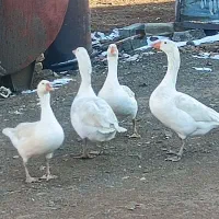 غاز
