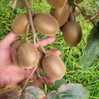 فروش-باغ-کیوی