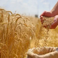 فروش گندم