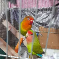 طوطی کوتوله بریزلی|پرنده|بندرعباس, |دیوار