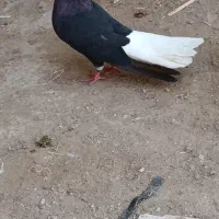 کبوتر کفتر پرنده اشعل نر دم سفید ۱۵پردم فاق