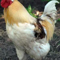 خروس محلی نژاد گلپایگانی