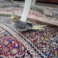 عروس هلندی نر