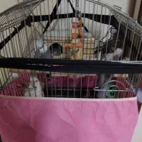 عروس هلندی مولد