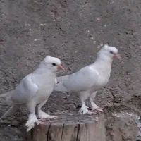 کبوتریاهو  پشت دار  دم سفید