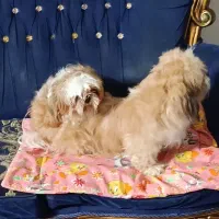 یک جفت سگ شیتزو ( نر و ماده )|سگ|فولادشهر, مسکن مهر فولادشهر|دیوار