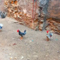 خروس گلین اصل|حیوانات مزرعه|شوشتر, |دیوار