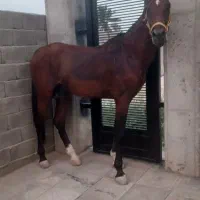 اسب دره شور نریون