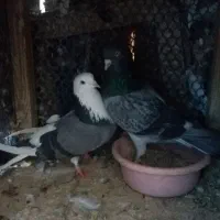 کبوتر|پرنده|پیشوا, |دیوار