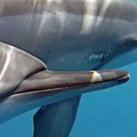 تور گروهی و شاد قشم درگهان ناز